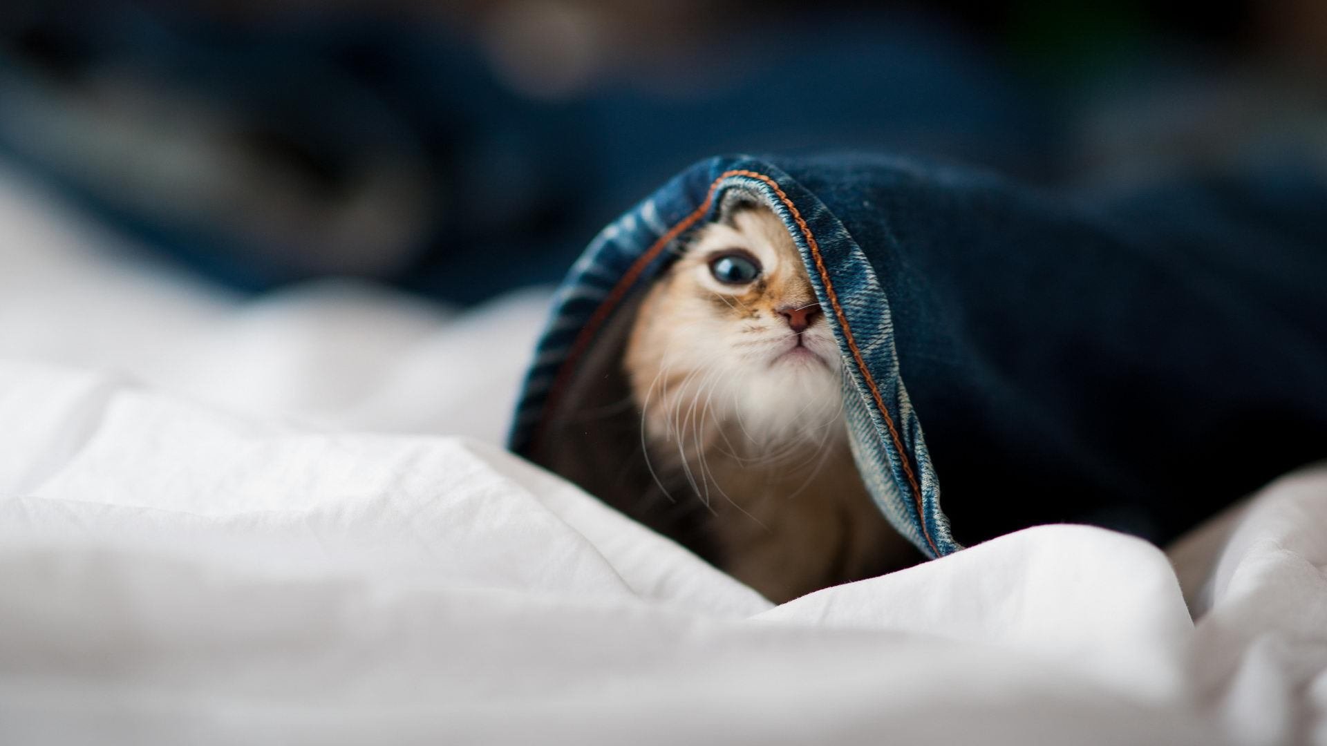 JIUYOU GAMING-_海底探秘：潜水泅渡中的水肺网球挑战_，水肺潜水视频